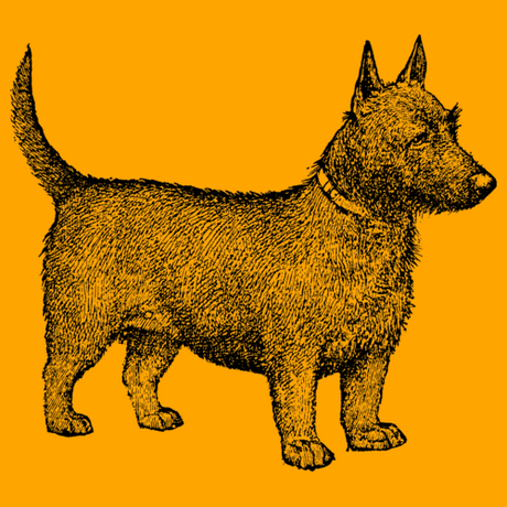 Dogs