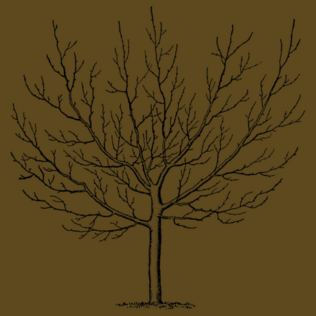 Trees